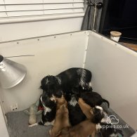 Cocker Spaniel (Working & Show) - Both