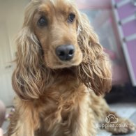 Cocker Spaniel (Working & Show) - Dogs