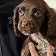 Cocker Spaniel (Working & Show) - Both