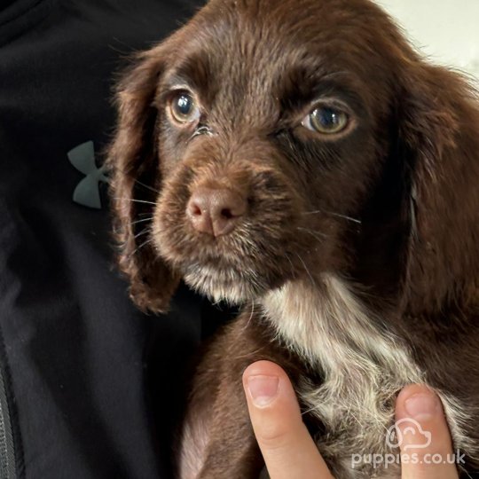 Cocker Spaniel (Working & Show) - Both