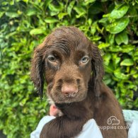 Cocker Spaniel (Working & Show) - Both