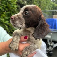 Cocker Spaniel (Working & Show) - Both