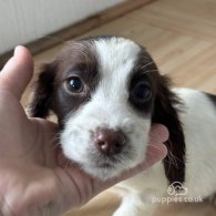 Cocker Spaniel (Working & Show) - Both