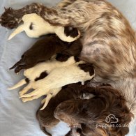 Cocker Spaniel (Working & Show) - Both