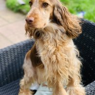 Cocker Spaniel (Working & Show) - Both