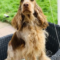 Cocker Spaniel (Working & Show) - Both