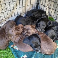 Cocker Spaniel (Working & Show) - Dogs