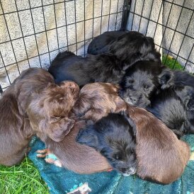 Cocker Spaniel (Working &amp; Show) - Dogs