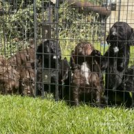 Cocker Spaniel (Working & Show) - Dogs