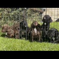 Cocker Spaniel (Working &amp; Show) - Dogs