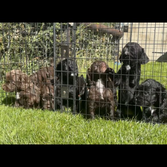 Cocker Spaniel (Working &amp; Show) - Dogs