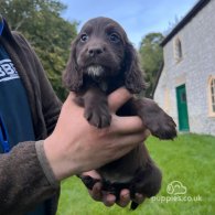 Cocker Spaniel (Working & Show) - Dogs