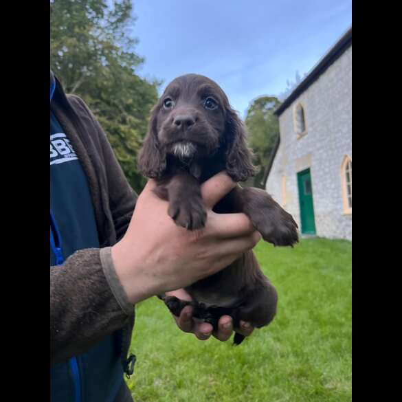 Cocker Spaniel (Working &amp; Show) - Dogs