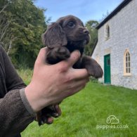 Cocker Spaniel (Working & Show) - Dogs