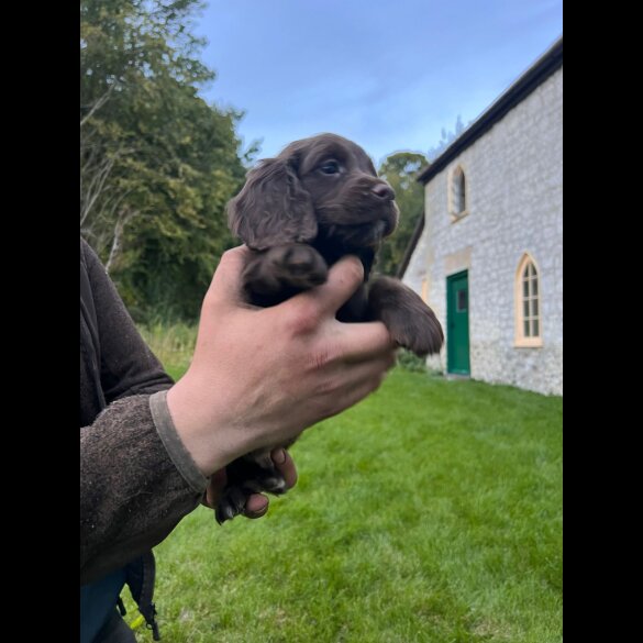 Cocker Spaniel (Working &amp; Show) - Dogs