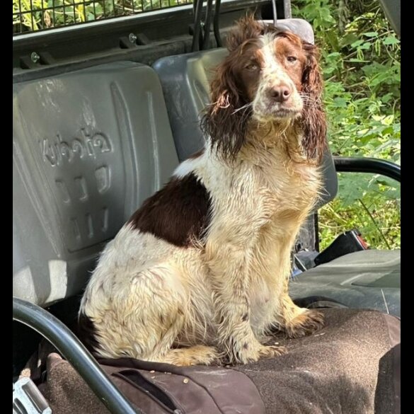 Cocker Spaniel (Working &amp; Show) - Dogs