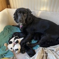 Cocker Spaniel (Working & Show) - Both