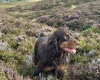 Cocker Spaniel (Show)