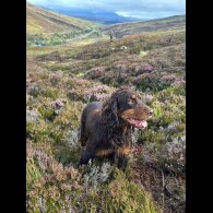 Cocker Spaniel (Working &amp; Show)