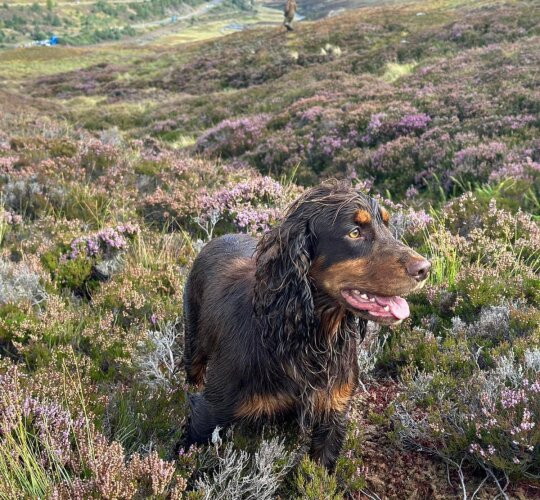 Cocker Spaniel (Working &amp; Show)