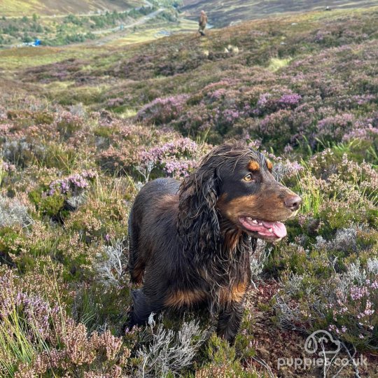 Cocker Spaniel (Working & Show)