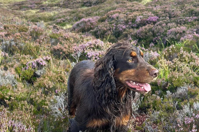 Cocker Spaniel (Show)
