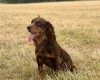 Cocker Spaniel (Show)