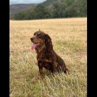 Cocker Spaniel (Working &amp; Show)