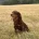 Cocker Spaniel (Show)