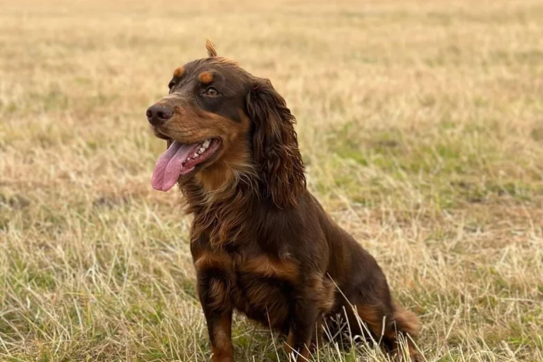 Cocker Spaniel (Show)