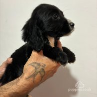 Cocker Spaniel (Working & Show) - Both