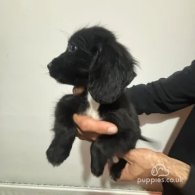 Cocker Spaniel (Working & Show) - Both