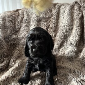 Cocker Spaniel (Working &amp; Show) - Both