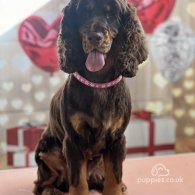 Cocker Spaniel (Working & Show) - Both