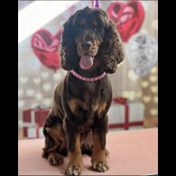 Cocker Spaniel (Working &amp; Show) - Both