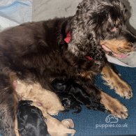 Cocker Spaniel (Working & Show) - Both