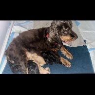 Cocker Spaniel (Working &amp; Show) - Both