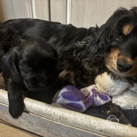 Cocker Spaniel (Working & Show) - Both