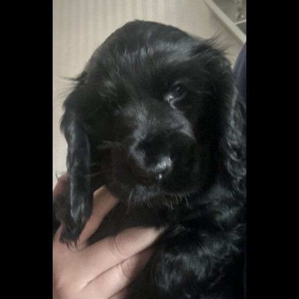 Cocker Spaniel (Working &amp; Show) - Both