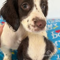 Cocker Spaniel (Working & Show) - Both