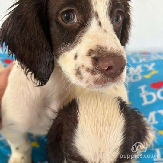 Cocker Spaniel (Working & Show) - Both