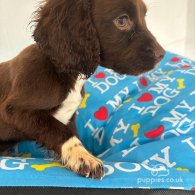 Cocker Spaniel (Working & Show) - Both