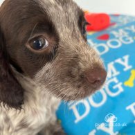 Cocker Spaniel (Working & Show) - Both