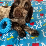 Cocker Spaniel (Working & Show) - Both