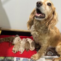 Cocker Spaniel (Working & Show) - Both