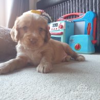 Cocker Spaniel (Working & Show) - Both