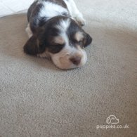 Cocker Spaniel (Working & Show) - Both