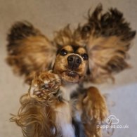 Cocker Spaniel (Working & Show) - Both