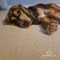 Cocker Spaniel (Working & Show) - Both