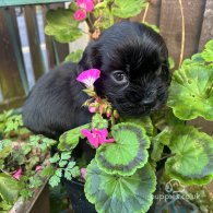 Cocker Spaniel (Working & Show) - Both